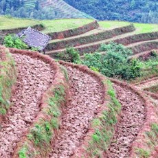 Dragon's Backbone rice terraces